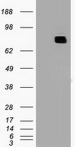 MX1 Antibody in Western Blot (WB)