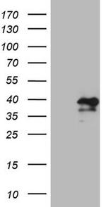 MXD4 Antibody in Western Blot (WB)