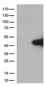 MYD88 Antibody in Western Blot (WB)