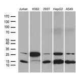 MYL1 Antibody in Western Blot (WB)