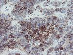 MYL7 Antibody in Immunohistochemistry (Paraffin) (IHC (P))