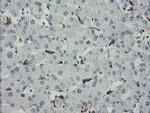 MYL7 Antibody in Immunohistochemistry (Paraffin) (IHC (P))