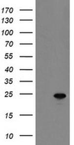 MYL7 Antibody in Western Blot (WB)