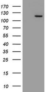 MYNN Antibody in Western Blot (WB)