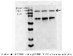 Myosin 1C Antibody in Western Blot (WB)