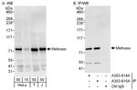 Metnase Antibody in Western Blot (WB)