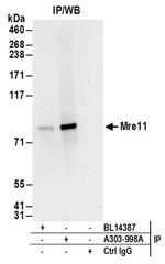 Mre11 Antibody in Western Blot (WB)