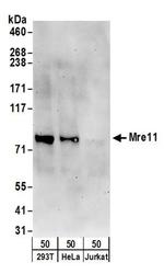 Mre11 Antibody in Western Blot (WB)