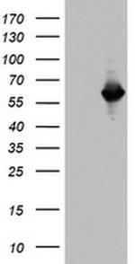 NAB1 Antibody in Western Blot (WB)