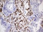 NAB2 Antibody in Immunohistochemistry (Paraffin) (IHC (P))