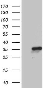 NABP1 Antibody in Western Blot (WB)