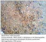 Alpha Synuclein Antibody in Immunohistochemistry (IHC)