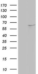 NAE1 Antibody in Western Blot (WB)