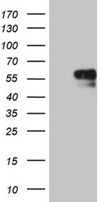 NAGA Antibody in Western Blot (WB)
