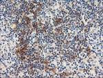 NAPEPLD Antibody in Immunohistochemistry (Paraffin) (IHC (P))