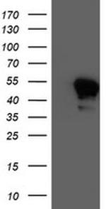 NAPEPLD Antibody in Western Blot (WB)