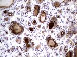 NBN Antibody in Immunohistochemistry (Paraffin) (IHC (P))