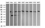 NCAM1 Antibody in Western Blot (WB)