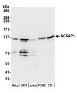 NCKAP1/NAP125 Antibody in Western Blot (WB)