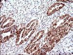 NDN Antibody in Immunohistochemistry (Paraffin) (IHC (P))