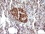 NDN Antibody in Immunohistochemistry (Paraffin) (IHC (P))