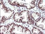 NDN Antibody in Immunohistochemistry (Paraffin) (IHC (P))