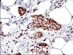 NDN Antibody in Immunohistochemistry (Paraffin) (IHC (P))