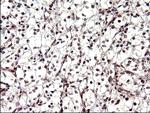 NDN Antibody in Immunohistochemistry (Paraffin) (IHC (P))