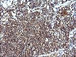 NDN Antibody in Immunohistochemistry (Paraffin) (IHC (P))