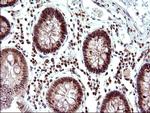 NDN Antibody in Immunohistochemistry (Paraffin) (IHC (P))