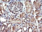 NDN Antibody in Immunohistochemistry (Paraffin) (IHC (P))