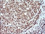 NDN Antibody in Immunohistochemistry (Paraffin) (IHC (P))