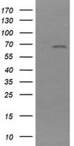 NDOR1 Antibody in Western Blot (WB)