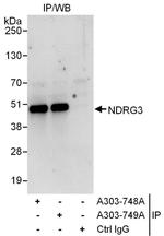 NDRG3 Antibody in Immunoprecipitation (IP)