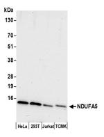 NDUFA5 Antibody in Western Blot (WB)