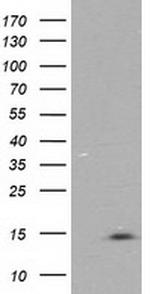 NDUFA7 Antibody in Western Blot (WB)