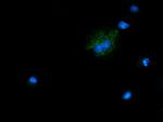 NDUFB10 Antibody in Immunocytochemistry (ICC/IF)