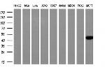 NECAB1 Antibody in Western Blot (WB)