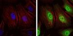 NEDD8 Antibody in Immunocytochemistry (ICC/IF)