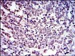 NEDD8 Antibody in Immunohistochemistry (Paraffin) (IHC (P))