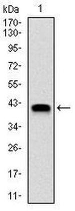 NEDD8 Antibody in Western Blot (WB)