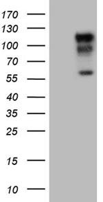 NEDD9 Antibody in Western Blot (WB)