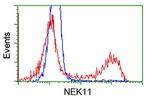 NEK11 Antibody in Flow Cytometry (Flow)