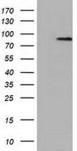 NEK11 Antibody in Western Blot (WB)