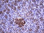 NEU1 Antibody in Immunohistochemistry (Paraffin) (IHC (P))