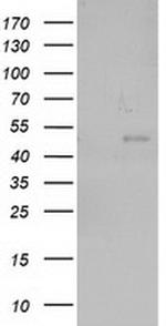 NEU2 Antibody in Western Blot (WB)