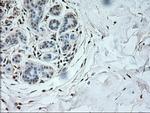 NEUROG1 Antibody in Immunohistochemistry (Paraffin) (IHC (P))
