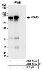 NFAT5 Antibody in Western Blot (WB)