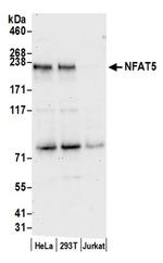 NFAT5 Antibody in Western Blot (WB)