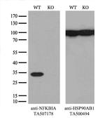 NFKBIA Antibody in Western Blot (WB)